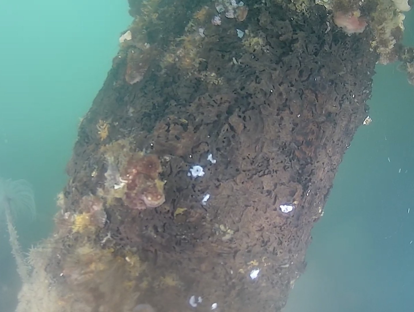 Exposed surface on the pile after targeted cleaning at minus 2 metres