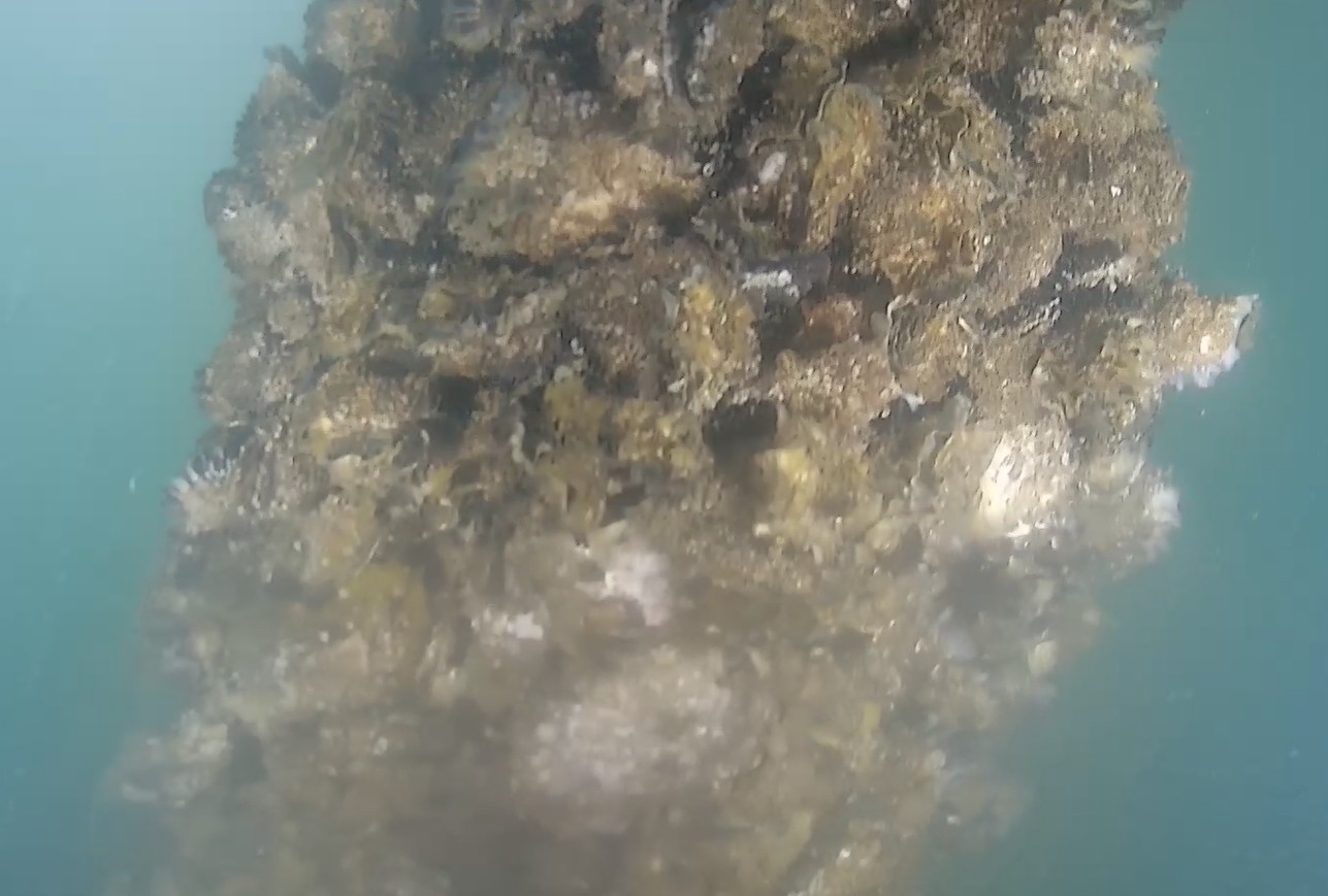 the pile before cleaning, covered in marine growth